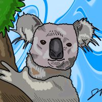 Le koala : un animal si stupide ?